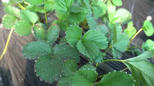 草莓叶 草莓幼苗 草莓种植 红梅 植物 水果