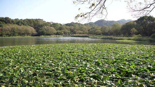 杭州西湖十景茅家埠水乡风景