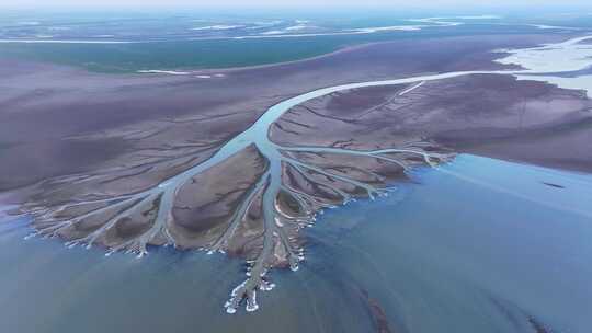 江西鄱阳湖湿地生命之树景观航拍