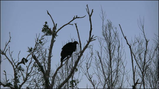 在树枝上的秃鹫