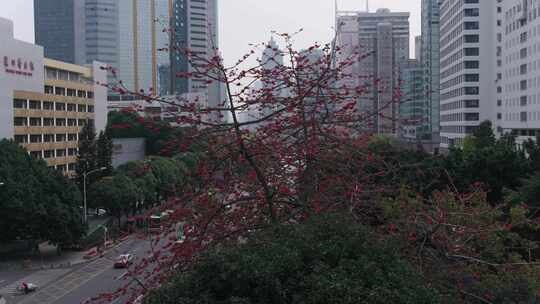 4K 广东深圳航拍经济特区