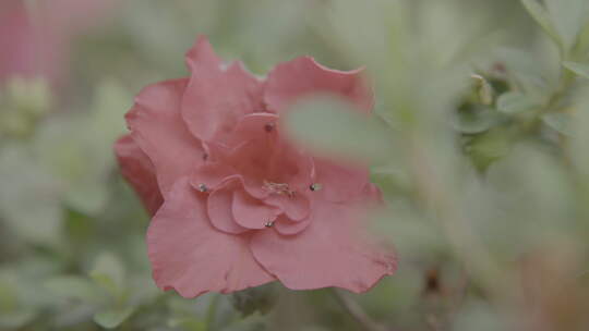 映山红杜鹃花