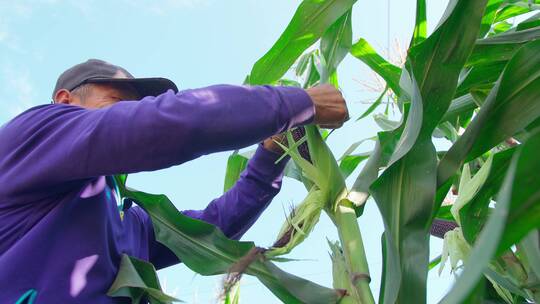 农民黑玉米拨皮晾晒视频素材模板下载