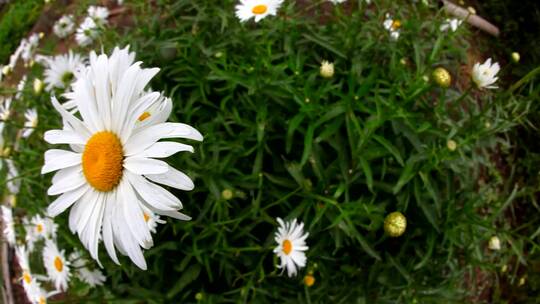 花园里的洋甘菊