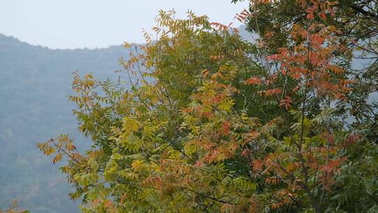 秋天在微风中摇曳的树叶