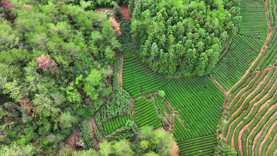 武夷山武夷岩茶茶园视频素材模板下载