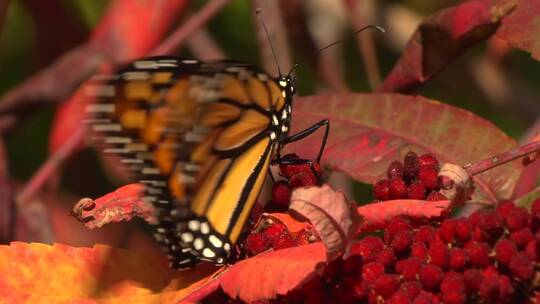 站在树叶上拍打翅膀的蝴蝶视频素材模板下载