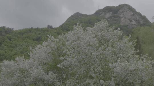 山丁子花LOG