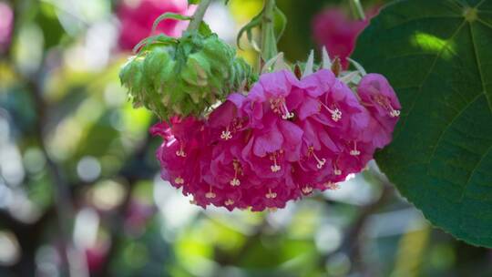 非洲芙蓉花