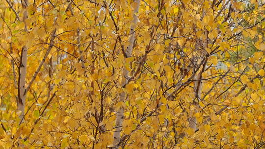 深秋风景 微风中的白桦树林 一片金黄 4k