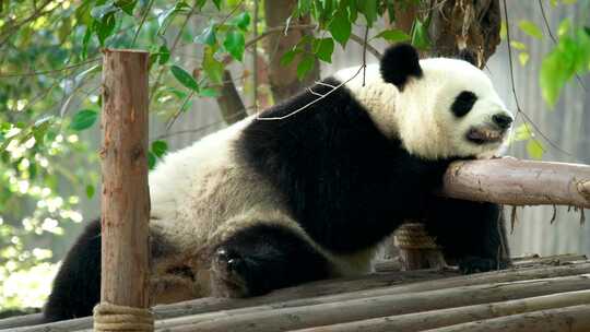 熊猫睡觉趴在木板上睡觉