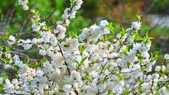 春天逆光生长的白色多瓣花树