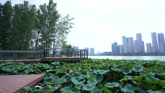 武汉江夏区汤逊湖壹号湿地公园