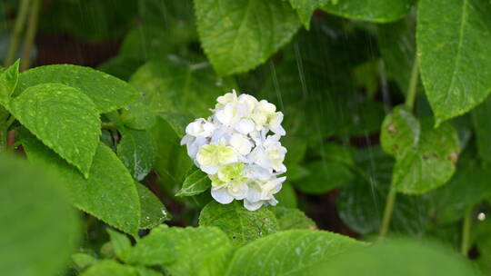 花丛中雨淋的绣球花
