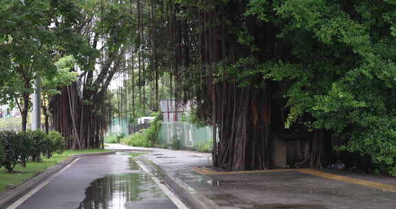 福建福州城市绿化榕树