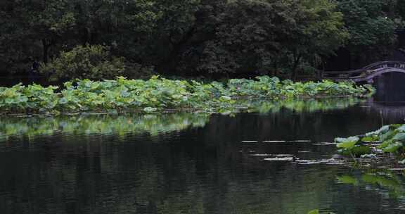 杭州西湖中式园林初夏细雨荷叶曲院风荷