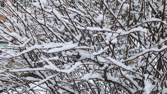 覆盖积雪的树挂视频素材模板下载