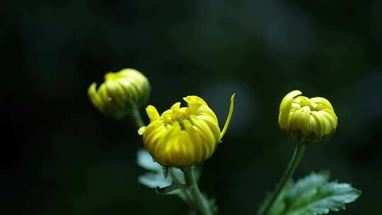 菊花黄色菊花花瓣