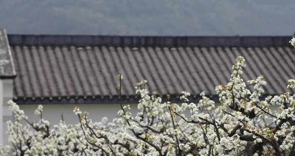 春天梨园梨花盛开杭州鸬鸟镇蜜梨园