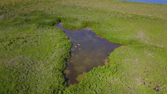 皮划艇，Tavernier Key，红树