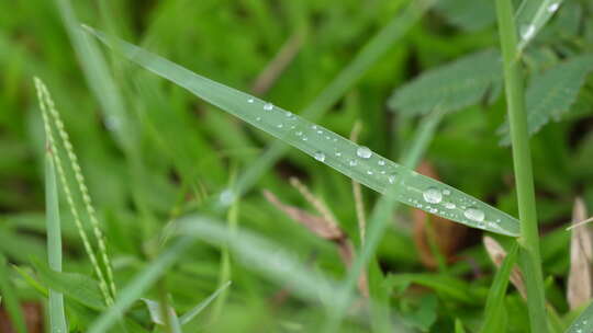 小草叶子上的水珠实拍