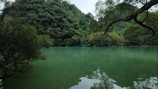 广西柳州龙潭公园池塘边树荫