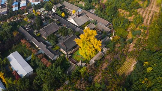 航拍西安古观音禅寺秋天银杏树