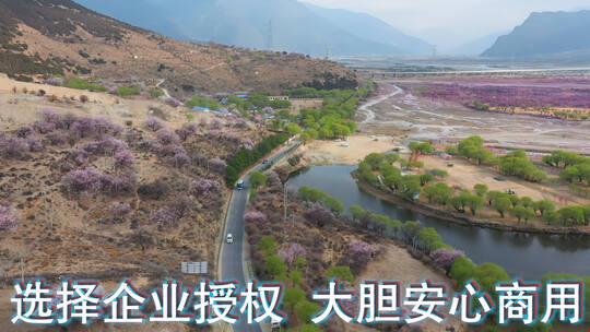 西藏风光视频林芝桃花节粉红桃花旅游公路