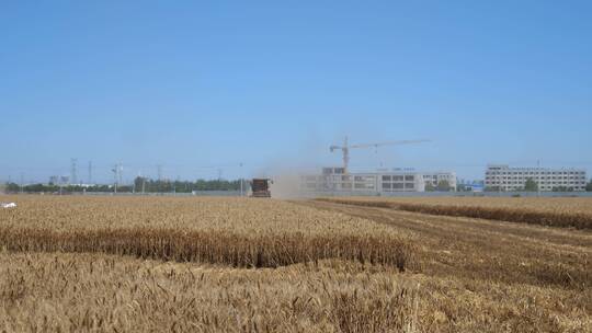 麦子熟了夏粮开始收割