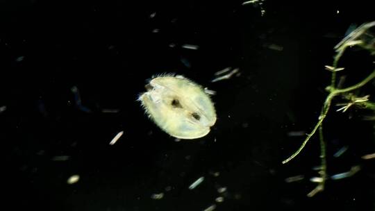 显微镜下的浮游生物，介形虫4视频素材模板下载