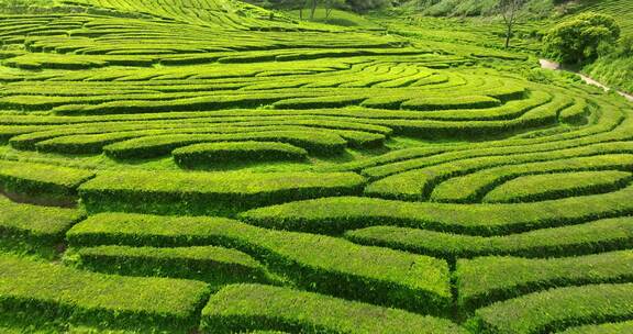 种植园，梯田，茶，绿色