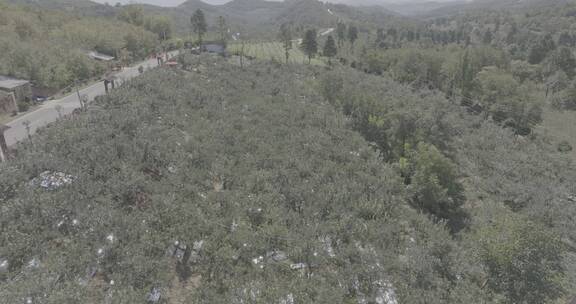 智慧乡村苹果种植基地