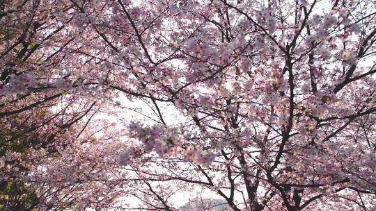阳光照耀下樱花树上的粉色樱花