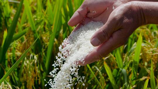 水稻丰收