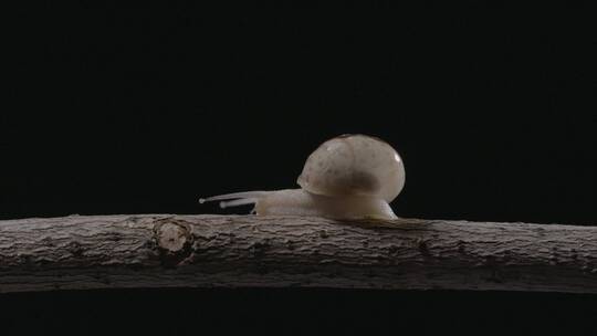 蜗牛在树干上爬行LOG