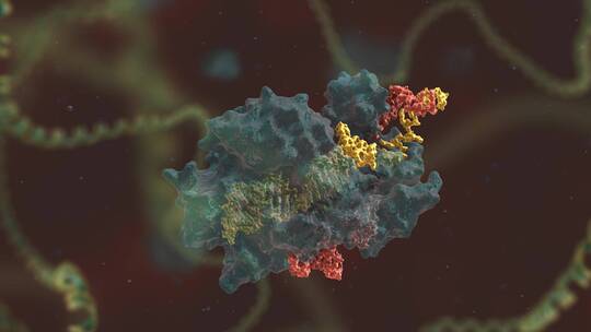 生物科学 基因编辑 DNA 基因工程 医学动画