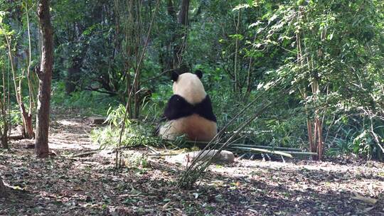 成都熊猫基地大熊猫吃竹子的可爱背影