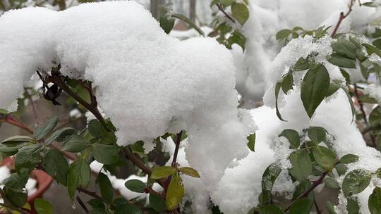 冬天的白雪视频