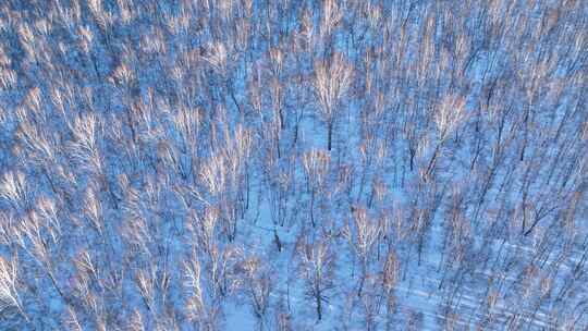 夕照雪原白桦林视频素材模板下载