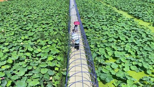 山东济南章丘区白云湖湿地公园，荷花荷叶