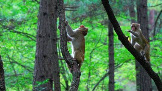 灵空山野生猕猴