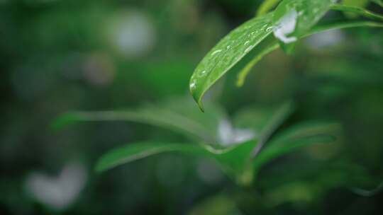 【正版素材】春天植物