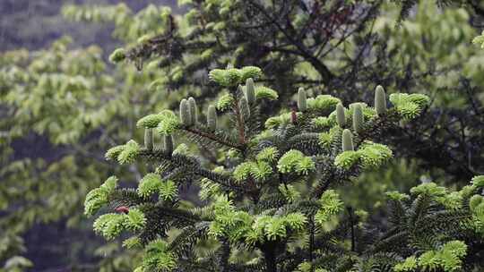 一级保护植物百山祖冷杉松树大自然视频素材模板下载