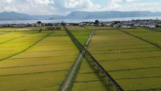 大理稻田航拍风光