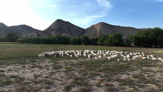 放养的羊群
