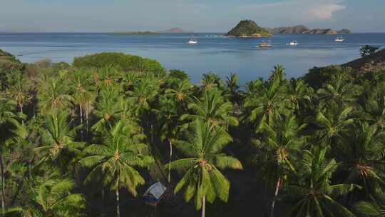 印尼东努沙登加拉热带岛屿棕榈树自然风光