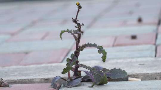 植物 绿植 草 花 绿色 枯萎 秋天