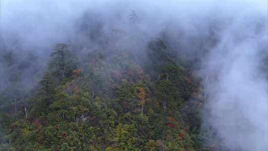 高原原始森林高山上的树林生态系统