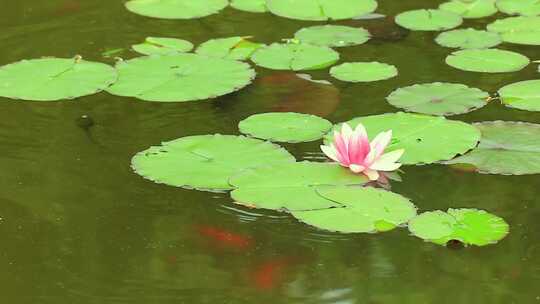 池塘，睡莲，红色小鱼，锦鲤