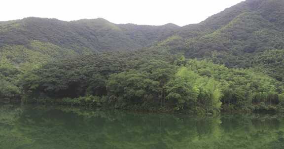 美丽的水边竹林竹海